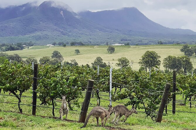 Private Hunter Valley Wine Tasting Tour from Sydney - Getting There in Comfort: The Pickup and Ride Setup