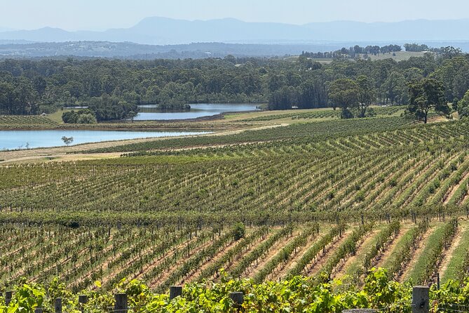 Private Hunter Valley Wine Tasting Tour from Sydney - Lunch in the Middle: You Choose the Restaurant