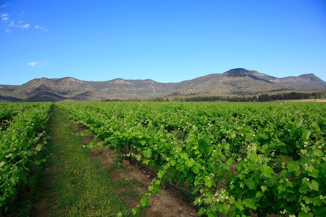 Private Luxury Tour: Tastes of the Hunter Valley - Private-Vibe Logistics: Flexible Pace, Real Driver Convenience, and Group Reality