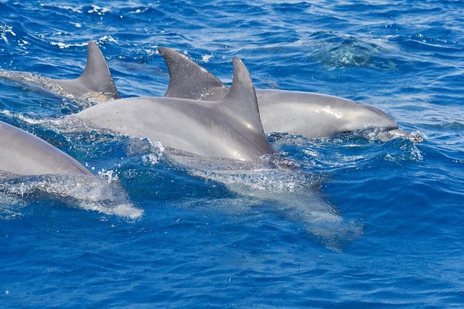 Private Port Stephens Day Trip from Sydney incl Dolphin Cruise - Key things to know before you go