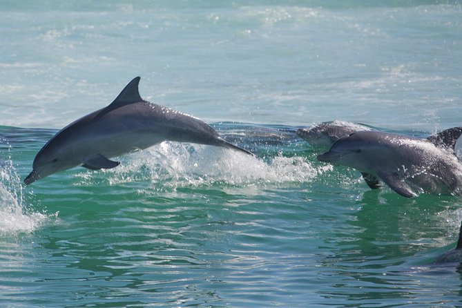 Private Port Stephens Day Trip from Sydney incl Dolphin Cruise - Beyond dolphins: what else you can expect at sea