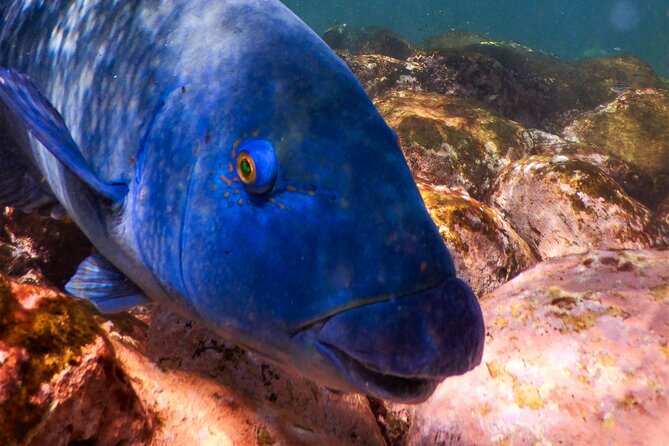 Private Snorkeling Tour In Sydney's Marine Reserve - Bronte-Coogee Aquatic Reserve: The Marine Life You’re Actually Here For