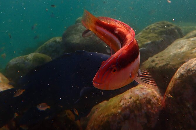 Private Snorkeling Tour In Sydney's Marine Reserve - Gear, Floatation Options, and Safety Support That Keep You Relaxed