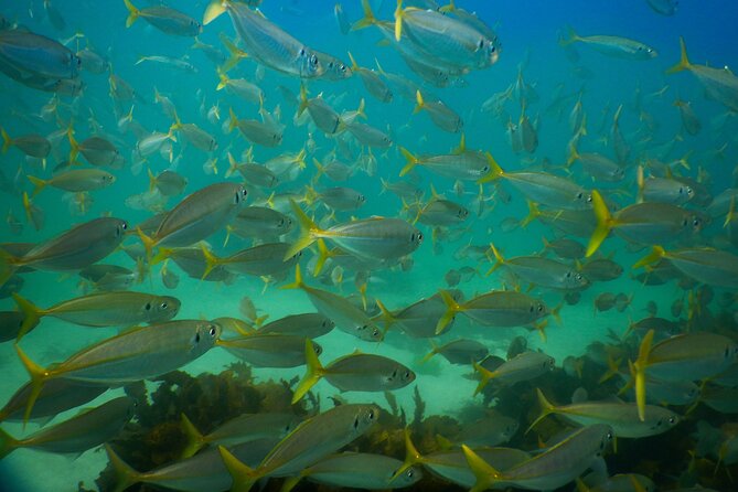 Private Snorkeling Tour In Sydney's Marine Reserve - Pipa’s Patient Coaching for First-Timers and Families