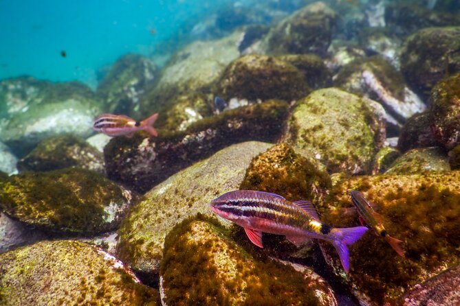 Private Snorkeling Tour In Sydney's Marine Reserve - If Clovelly Gets Rough: Little Bay as the Backup Plan