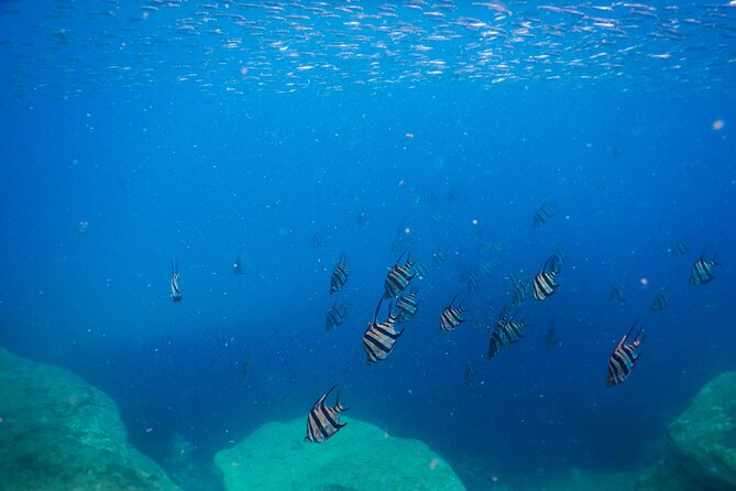 Private Snorkeling Tour In Sydney's Marine Reserve - Photos You’ll Actually Want to Keep
