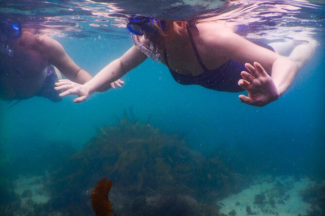 Private Snorkeling Tour In Sydney's Marine Reserve - What to Do After the Snorkel: Clovelly, Bondi to Coogee, or a Quick Meal