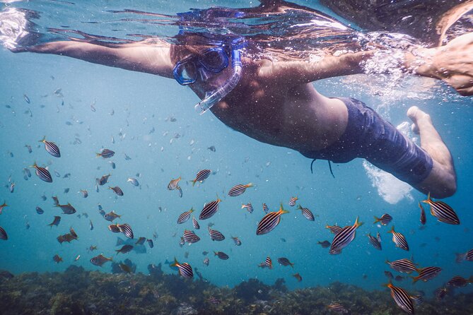 Private Snorkeling Tour In Sydney's Marine Reserve - A Private, Local Route That Fits Your Swim Level