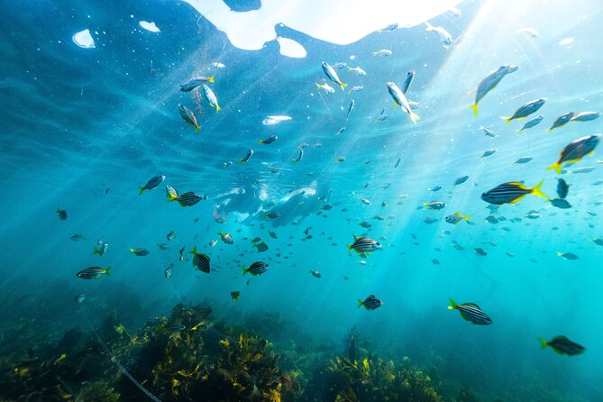 Private Sydney Snorkeling Experience: Explore Cabbage Tree Bay - Key highlights you’ll actually care about