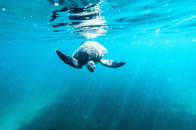 Private Sydney Snorkeling Experience: Explore Cabbage Tree Bay - The guide factor: safety, pacing, and marine spotting