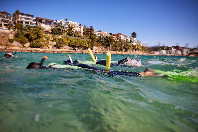 Private Sydney Snorkeling Experience: Explore Cabbage Tree Bay - Wildlife you can expect in Cabbage Tree Bay (and how to look)