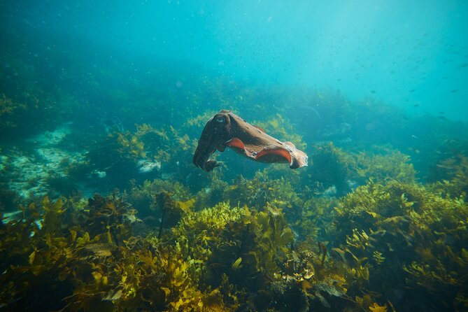 Private Sydney Snorkeling Experience: Explore Cabbage Tree Bay - Value for money: is $121.93 per person worth it?
