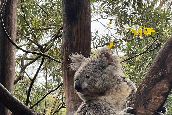 Private Tour Blue Mountains Day Adventure Wildlife + River Cruise - Key highlights I’d bookmark before booking