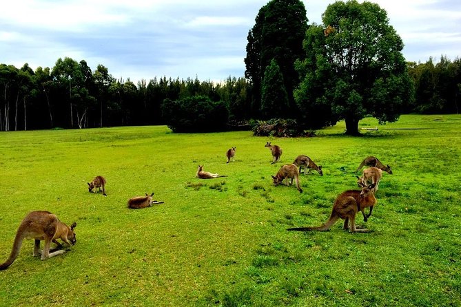 Private Tour Blue Mountains Day Adventure Wildlife + River Cruise - Your private Blue Mountains plan: what the day is really like