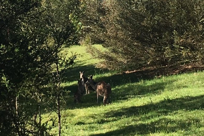Private Tour Blue Mountains Day Adventure Wildlife + River Cruise - Waterfalls, grand viewpoints, and the swim option