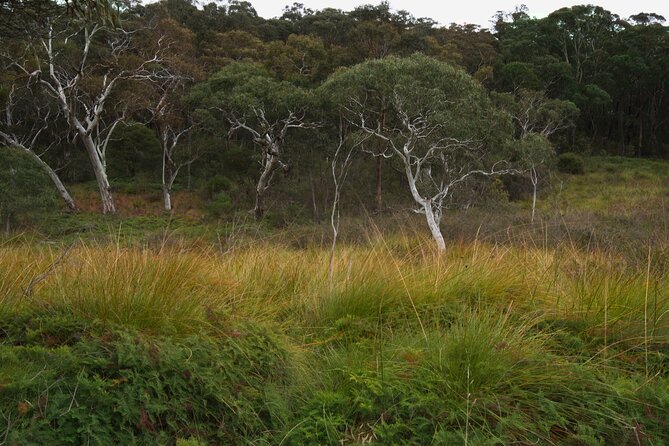 Private Tour Blue Mountains Day Adventure Wildlife + River Cruise - Price and what you actually get for $237.68