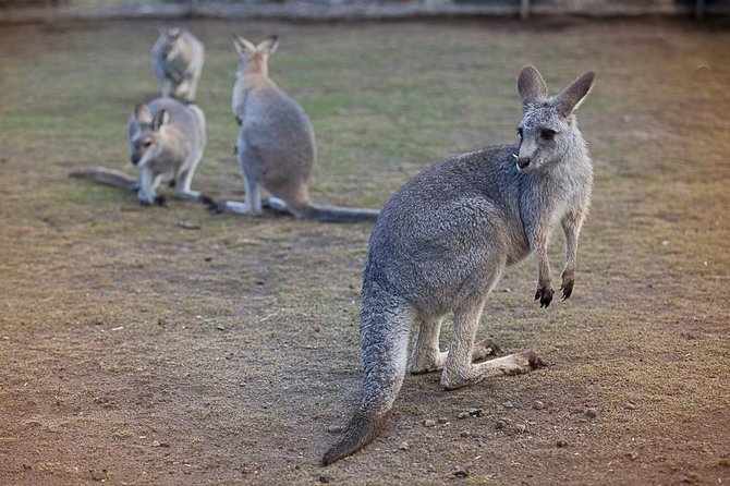 Private Tour: Blue Mountains Day Trip from Sydney - Blue Mountains National Park: lookouts away from the biggest crowds
