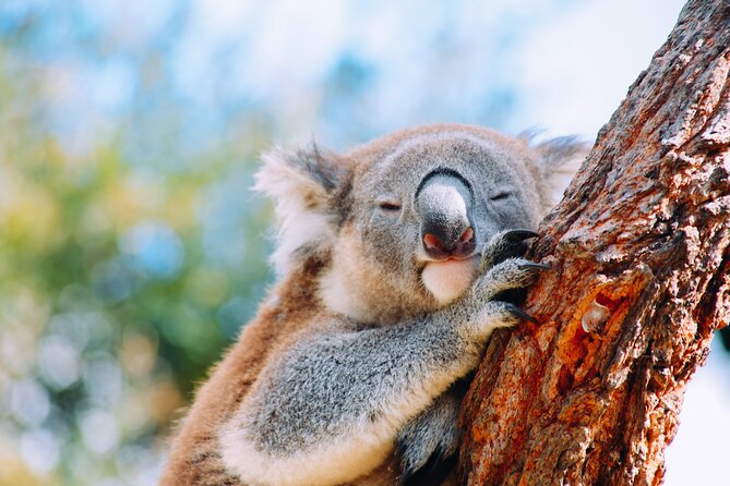 Private Wildlife Waterfalls and Wine Day Tour from Sydney - Key reasons this tour is worth your time