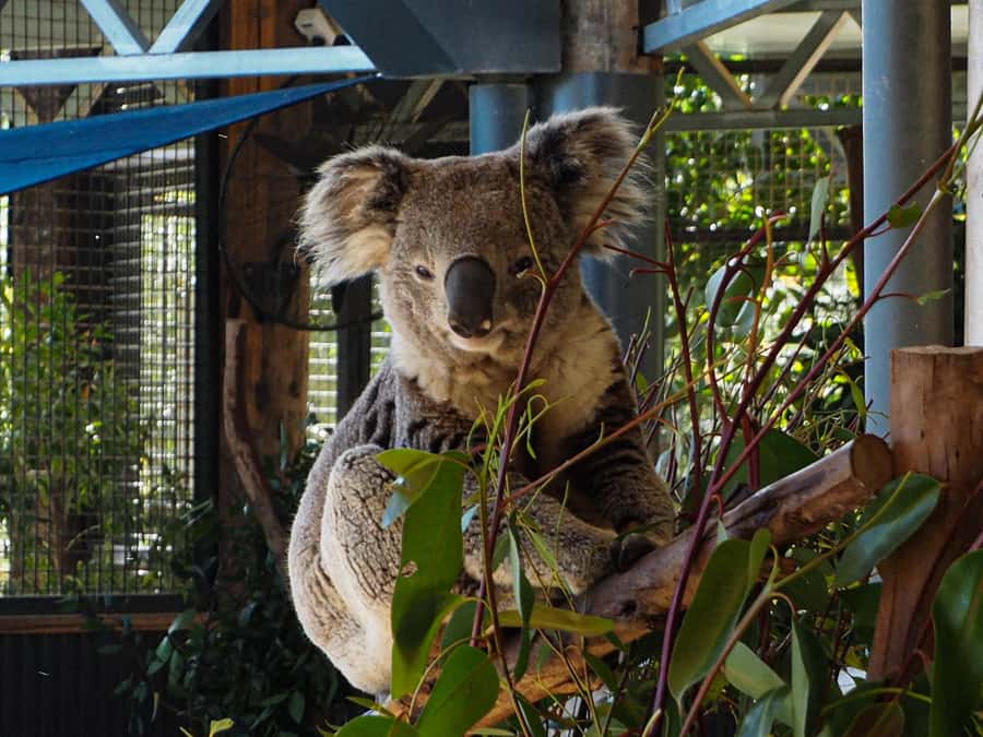 Roos, Blues & Views - Blue Mountains Day Tour w Lunch - Lunch in Leura or Katoomba, Plus a Sweet Bonus