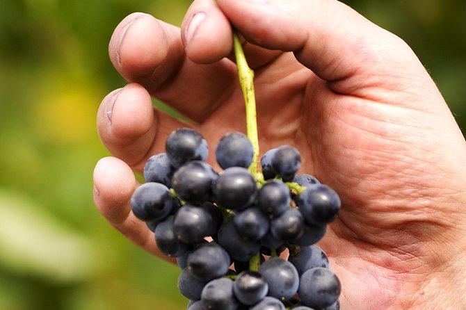 Scenic Hunter Valley Tour with Wine and Cheese Tastings - Hunter Valley Gardens lunch at Cypress Lakes, plus browsing time