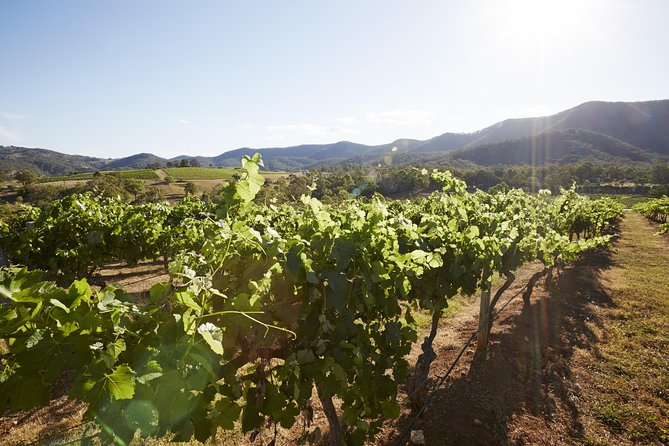 Scenic Hunter Valley Tour with Wine and Cheese Tastings - More winery time: finishing the tasting arc with local favorites