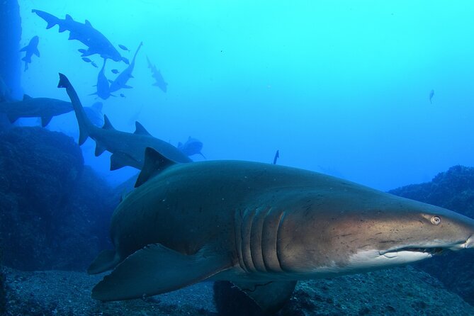 Scuba Dive With Grey Nurse Sharks in Bushrangers Bay - Key Things I’d Bet Your Day Will Deliver