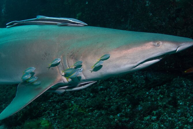 Scuba Dive With Grey Nurse Sharks in Bushrangers Bay - Meeting at Bondi: the 6:30am Gear Fit That Sets the Tone