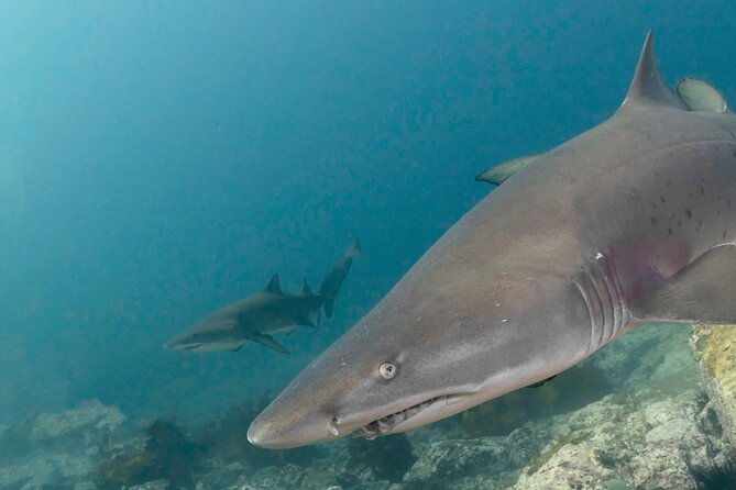 Scuba Dive With Grey Nurse Sharks in Bushrangers Bay - Bushrangers Bay and the Grey Nurse Sanctuary: What You’re Actually Going For