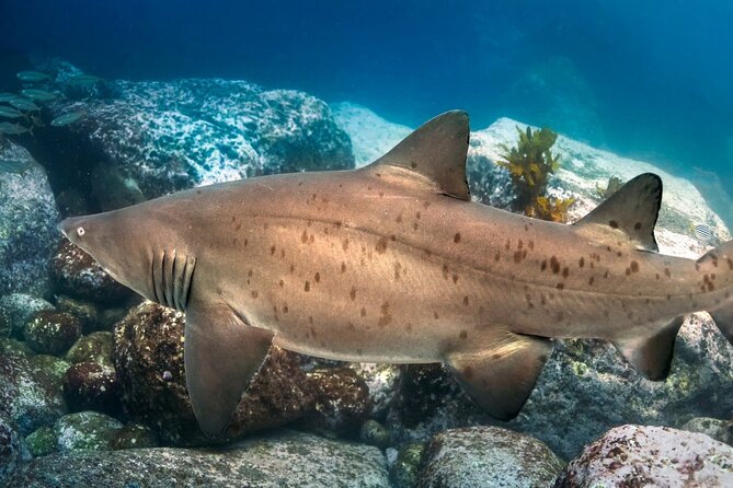 Scuba Dive With Grey Nurse Sharks in Bushrangers Bay - Gear, Certification, and Comfort: the Stuff You Can Control