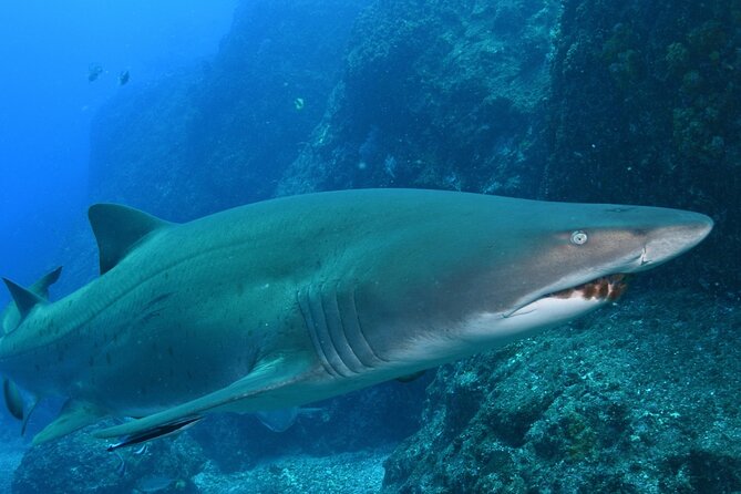 Scuba Dive With Grey Nurse Sharks in Bushrangers Bay - Guides Matter: Mark, Roman, Raul, and Jean’s Coaching Style