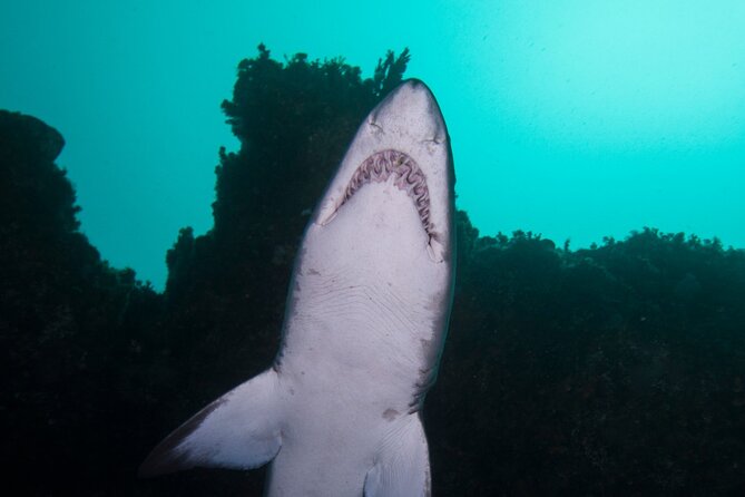 Scuba Dive With Grey Nurse Sharks in Bushrangers Bay - Air-Conditioned Ride to Shellharbour, Plus a Small-Group Rhythm
