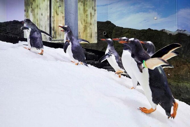 SEA LIFE Sydney Aquarium Entrance Ticket - Timed entry at Darling Harbour: value for $31.56 and 90 minutes