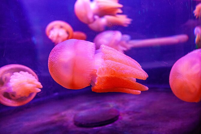 SEA LIFE Sydney Aquarium Entrance Ticket - Dugong Island and Pig’s rescue story: more than a tank stop