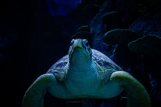 SEA LIFE Sydney Aquarium Entrance Ticket - Great Barrier Reef zones: day and night visuals plus shipwreck-style variety