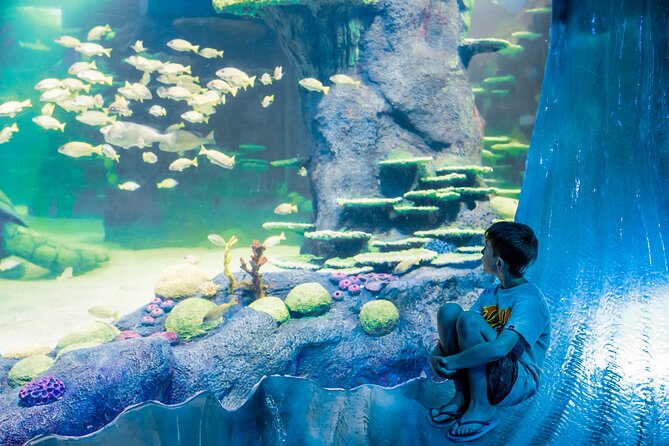 SEA LIFE Sydney Aquarium Entrance Ticket - Crowds, queues, and how to make 1.5 hours feel worth it