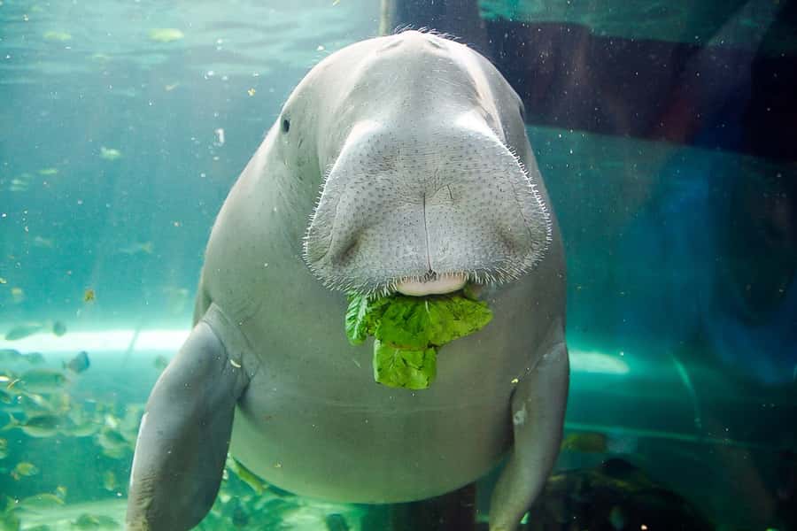 SEA LIFE Sydney Aquarium Entry Ticket - Key Highlights You Should Plan Around