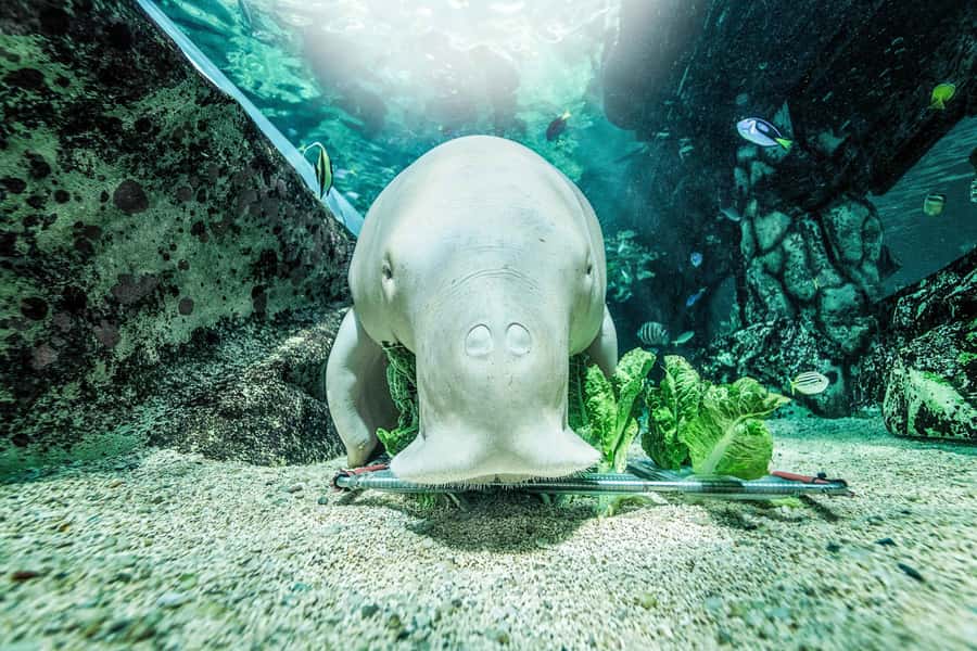 SEA LIFE Sydney Aquarium Entry Ticket - Rules and Comfort Tips for an Easy Visit