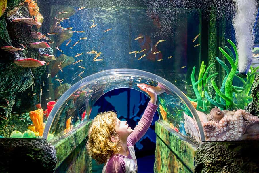 SEA LIFE Sydney Aquarium Entry Ticket - Darling Harbour Arrival: How to Get There Without Stress