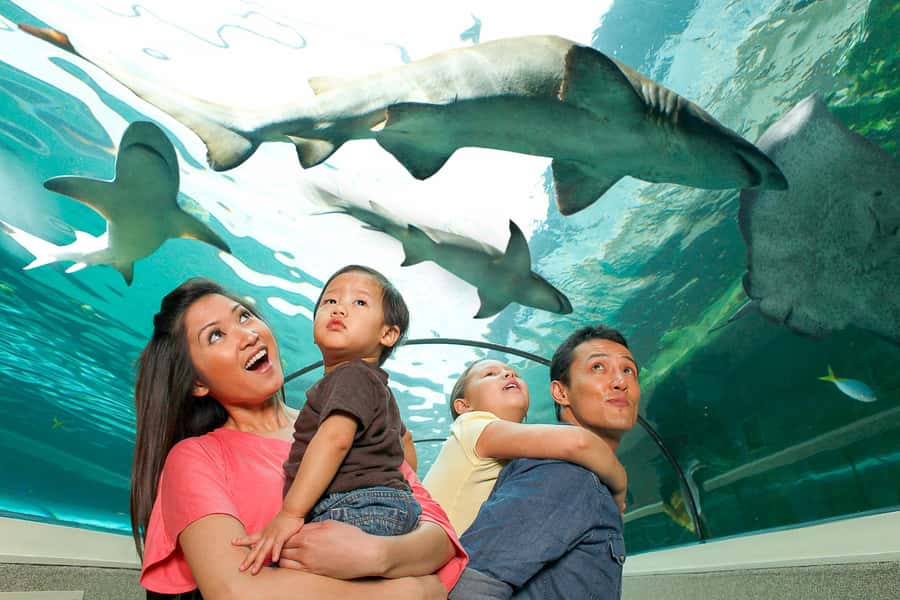 SEA LIFE Sydney Aquarium Entry Ticket - Great Names for Sea Life: Sharks, Stingrays, Turtles, and Friends