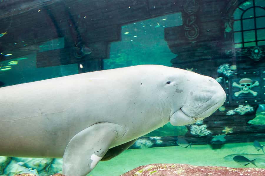 SEA LIFE Sydney Aquarium Entry Ticket - Feeding, Facts, and When to Catch the Staff Talk Energy