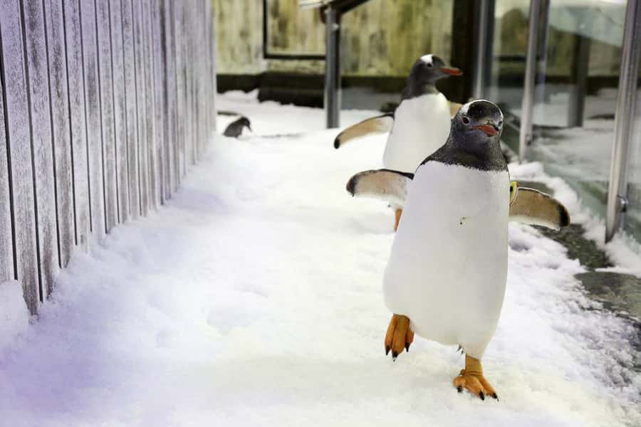 SEA LIFE Sydney Aquarium Entry Ticket - Penguins and the Boat-Style Viewing Option