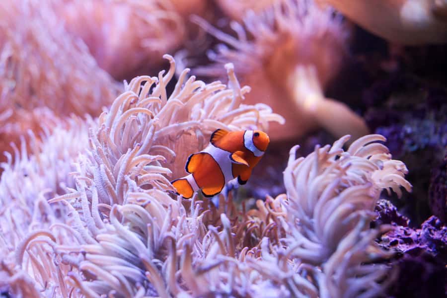SEA LIFE Sydney Aquarium Entry Ticket - How Much Time You Need for a 1-Day Aquarium Plan