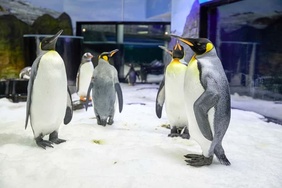 SEA LIFE Sydney Aquarium Entry Ticket - Price and Value: Why $31 Can Still Feel Worth It