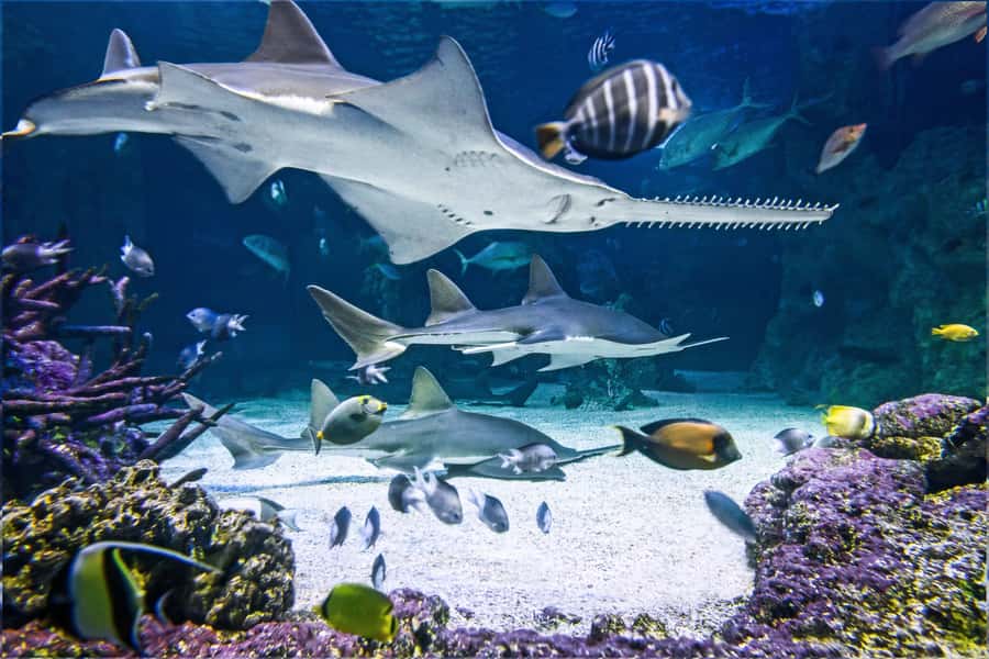 SEA LIFE Sydney Aquarium Entry Ticket - Underwater Walk and the Big Tanks That Set the Tone