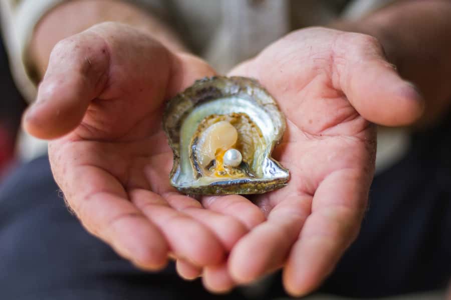 Shell to Showroom - Sydney's only Pearl Farm Experience - Key highlights worth planning around