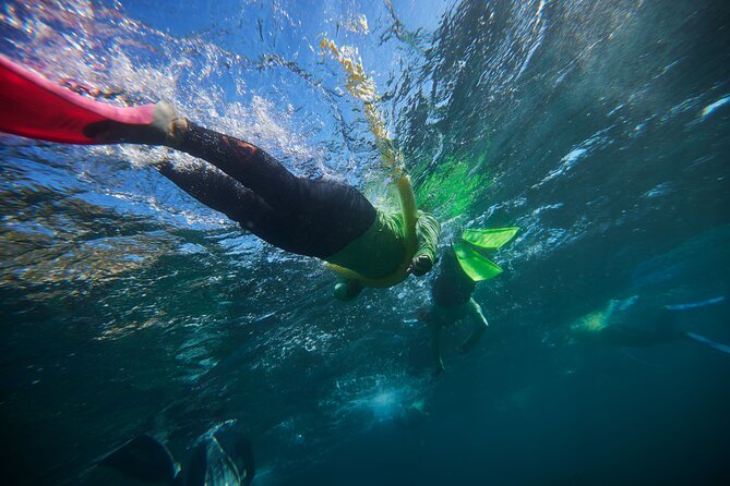 Small Group Manly Snorkel Tour and Nature Walk with Local Guide - Key Takeaways Before You Go