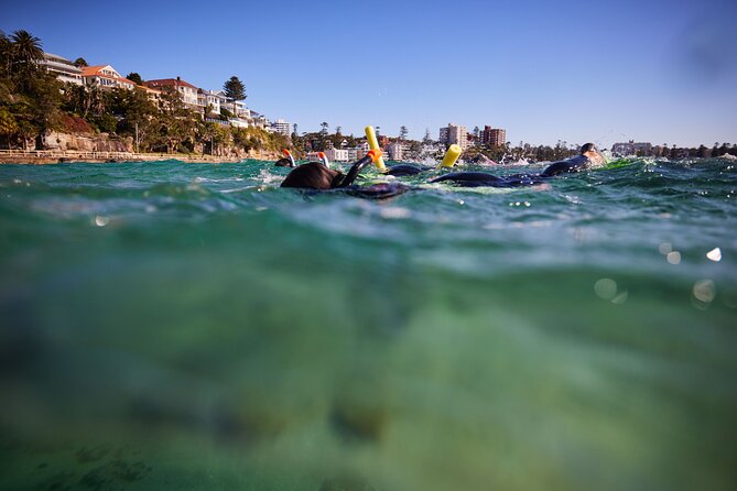 Small Group Manly Snorkel Tour and Nature Walk with Local Guide - Manly and Shelly Beach: Why This Snorkeling Area Works