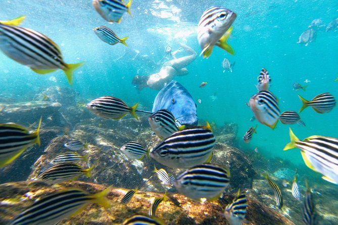 Small Group Manly Snorkel Tour and Nature Walk with Local Guide - Gear and Wetsuits: What’s Included and How to Choose