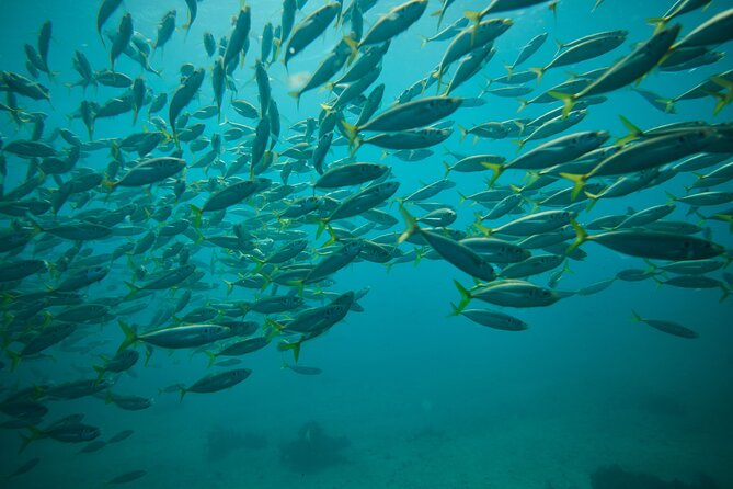 Small Group Manly Snorkel Tour and Nature Walk with Local Guide - Manly Headland Views and Birdlife: Land Still Feels Like the Main Event