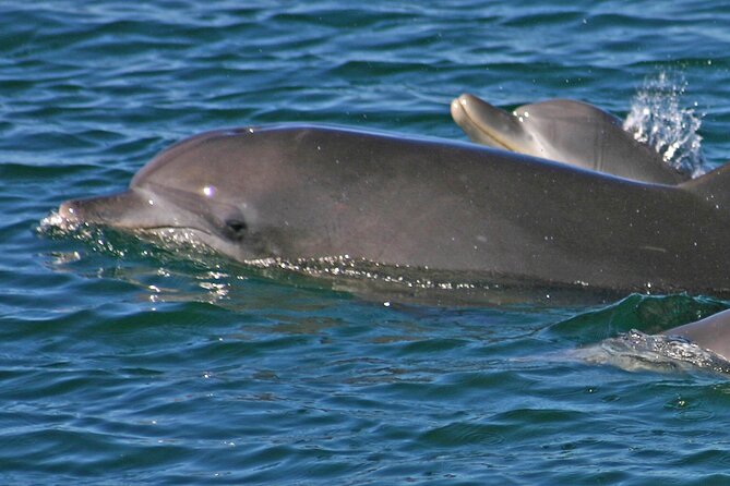Small Group Port Stephens + Dolphins + 4WD/sandboarding ex Sydney - 4WD over Stockton Dunes plus sandboarding lessons